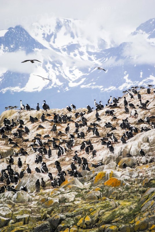 A rocky island full of cormorants in the Beagle Channel