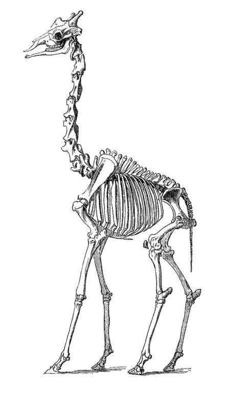 Skelatt of the rothschild's giraffe