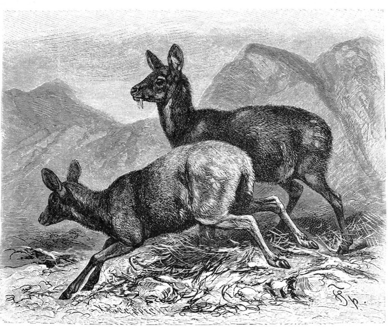 Siberian musk deer