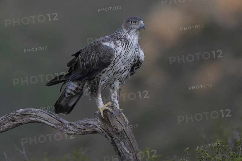 Bonellis eagle
