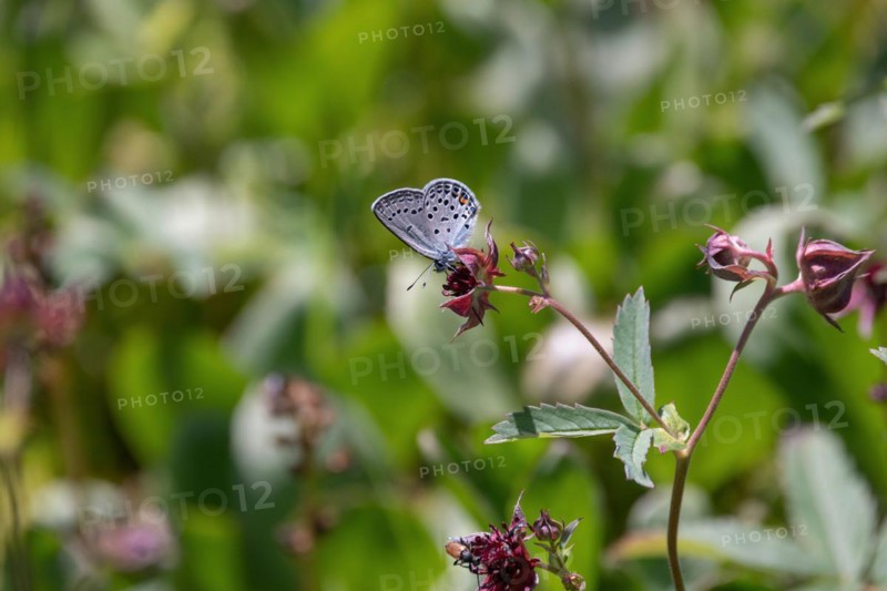 Agriades optilete