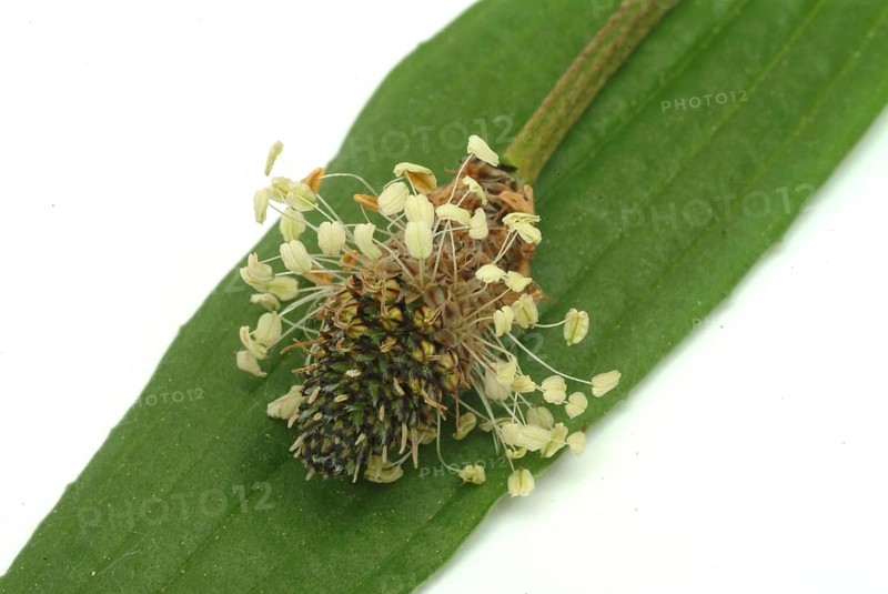 Medicinal plantain