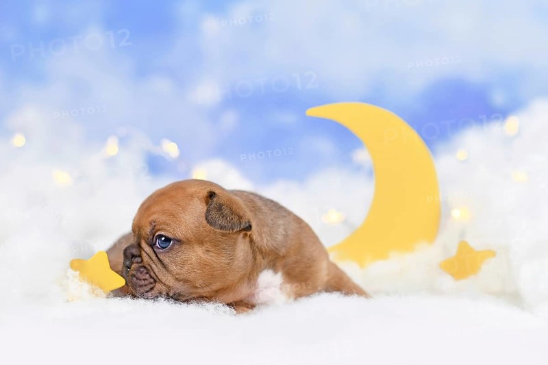 Lilac Rred fawn French Bulldog puppy between fluffy clouds with moon and stars