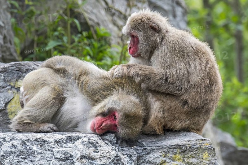 Two Japanese macaques