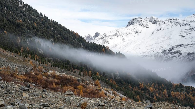 Autumn larch forest in Val Morteratsch