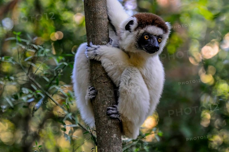 Leaping verreauxi lemur