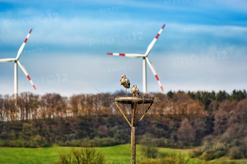 White storks