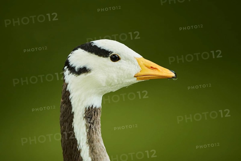Bar-headed goose