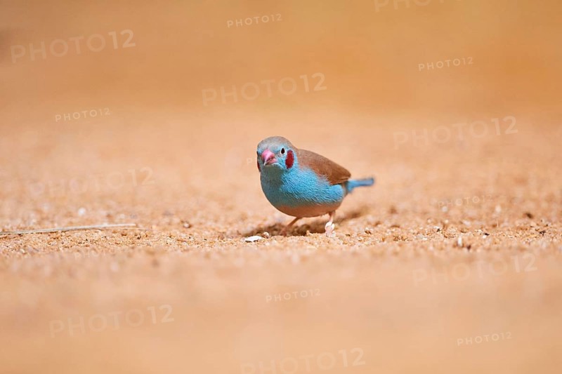 Red-cheeked cordonbleu