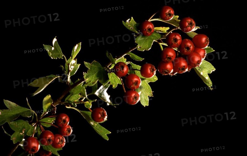 Fruits of the hawthorn