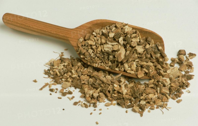 Medicinal herbs: elecampane