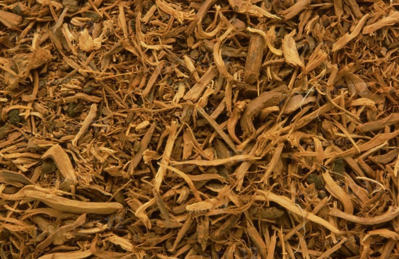 Medicinal plant Krameria triandra