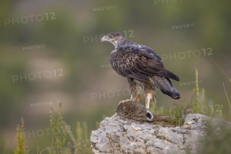 Bonellis eagle