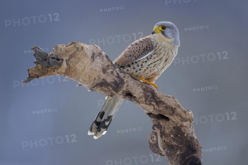 Common kestrel