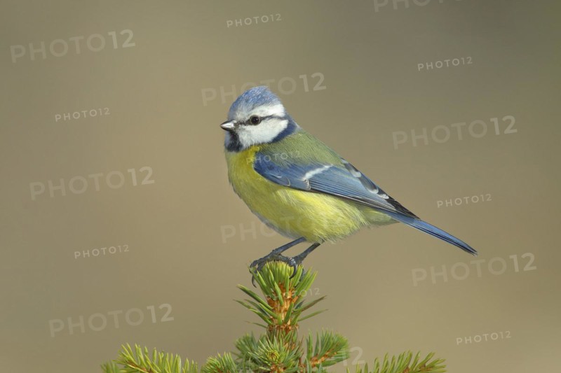 Blue tit