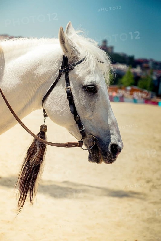 Portrait of a horse head with long mane and partial harness