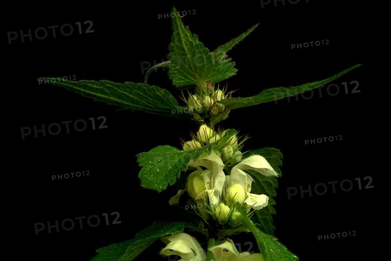 Medicinal plant White dead-nettle album
