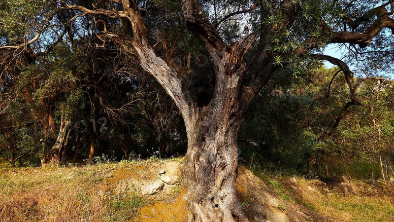 Old gnarled olive tree