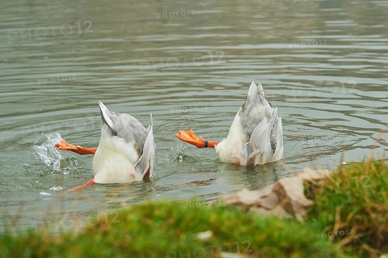 Domestic mallard
