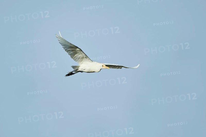 Cattle egret