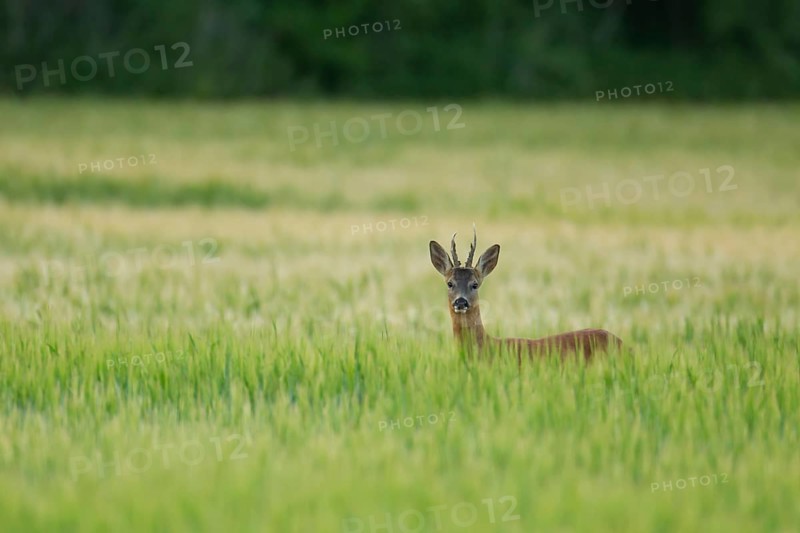 Roe deer