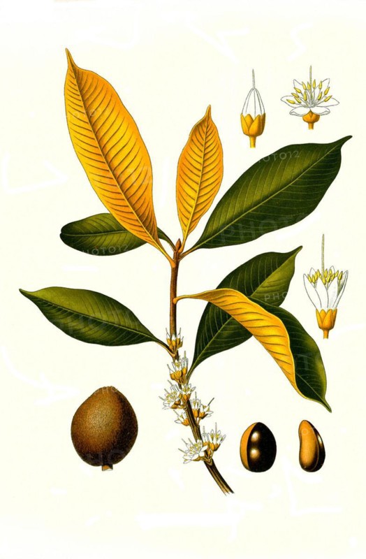 Medicinal plant
