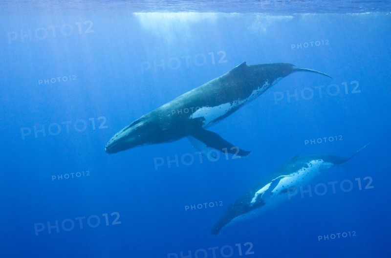 Humpback whales