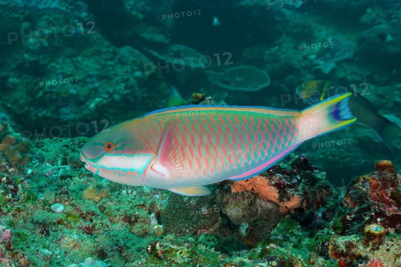 Blue Moon Parrotfish