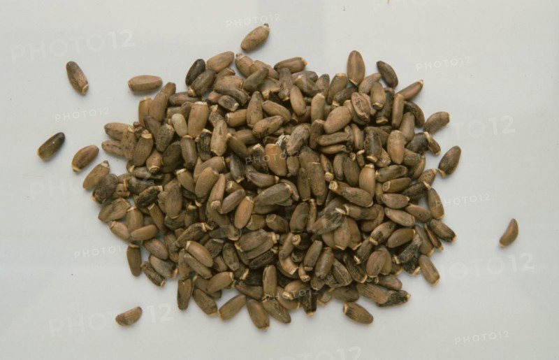 Medicinal plant