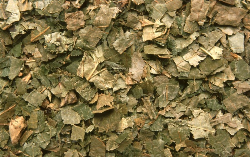 Dried witch hazel leaves virginiana