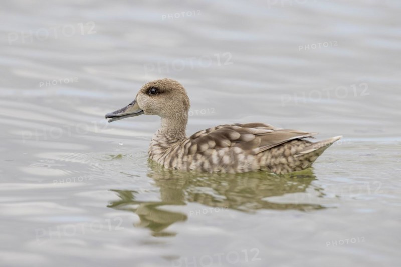 Marbled Duck