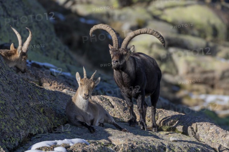Iberian ibex