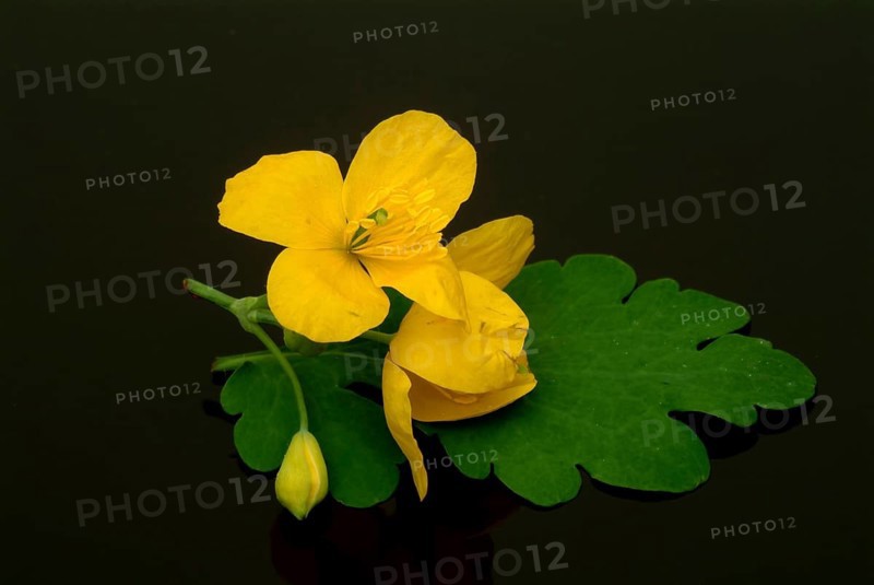 Medicinal plant greater celandine