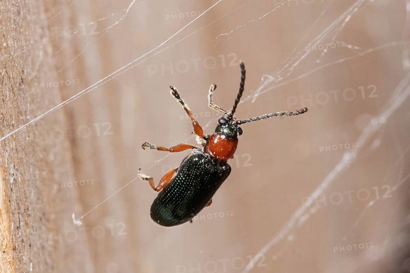 Red-necked corncock Beetle hanging in spider's web right looking up