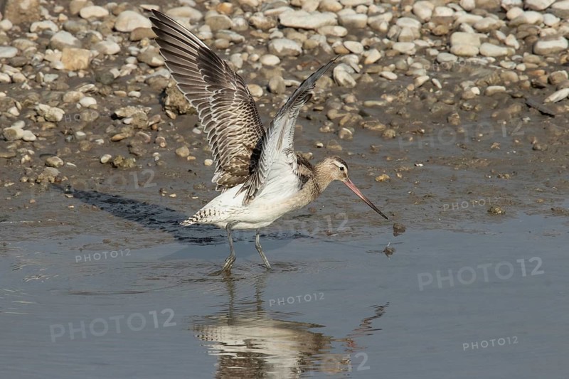Bar-tailed Godwit with open wings standing at water's edge looking right