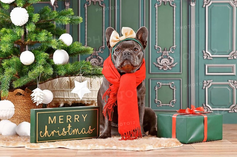 Black French Bulldog dog wearing red winter scarf and ribbon on head next to Christmas tree and gift box