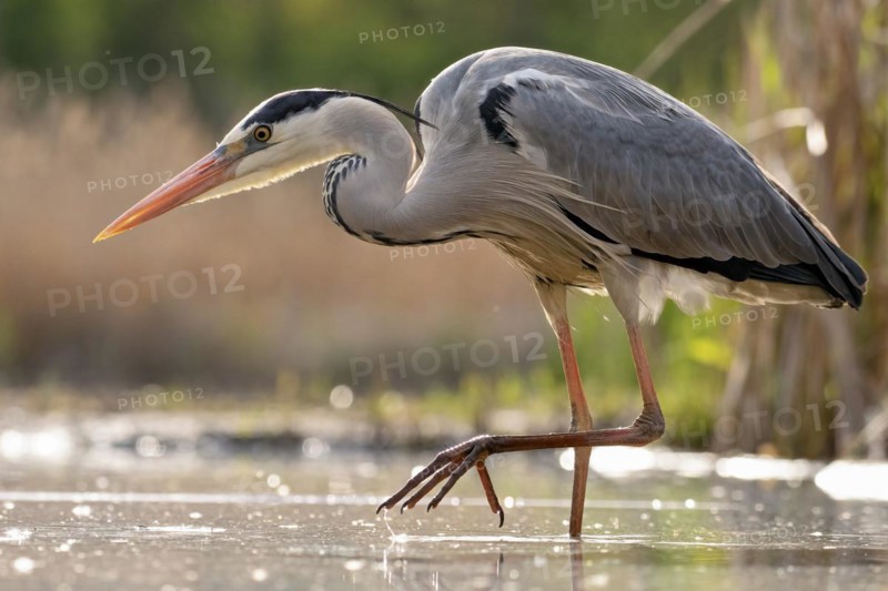 Grey heron
