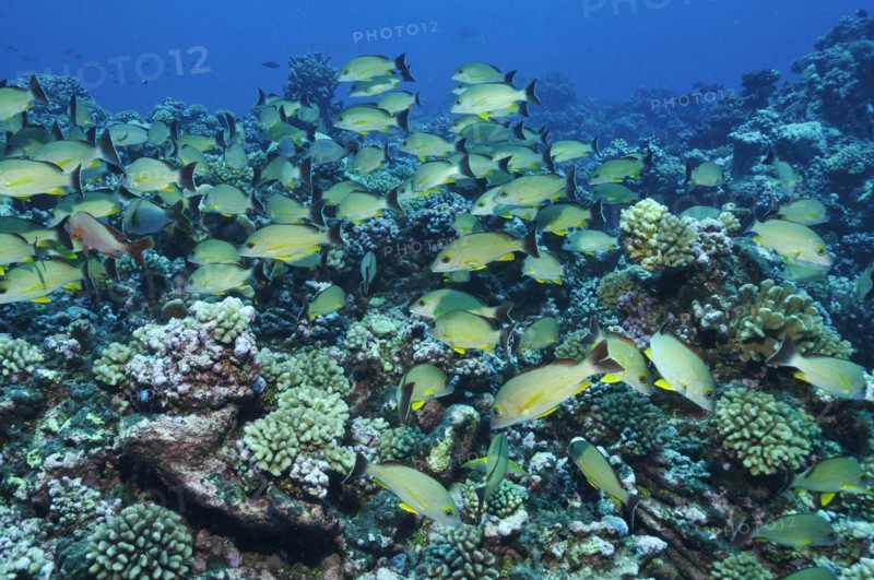 Humpback red snapper
