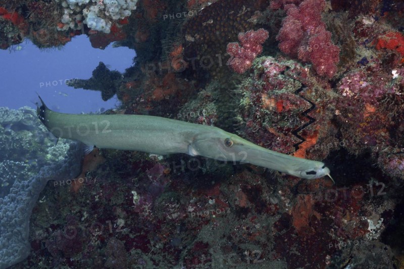 Chinese trumpetfish