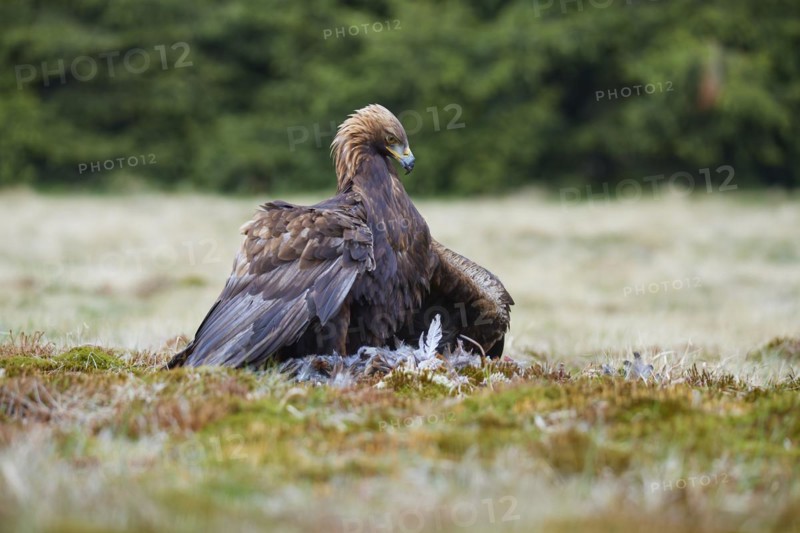 Golden eagle