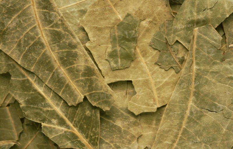 Natural remedy: Neem