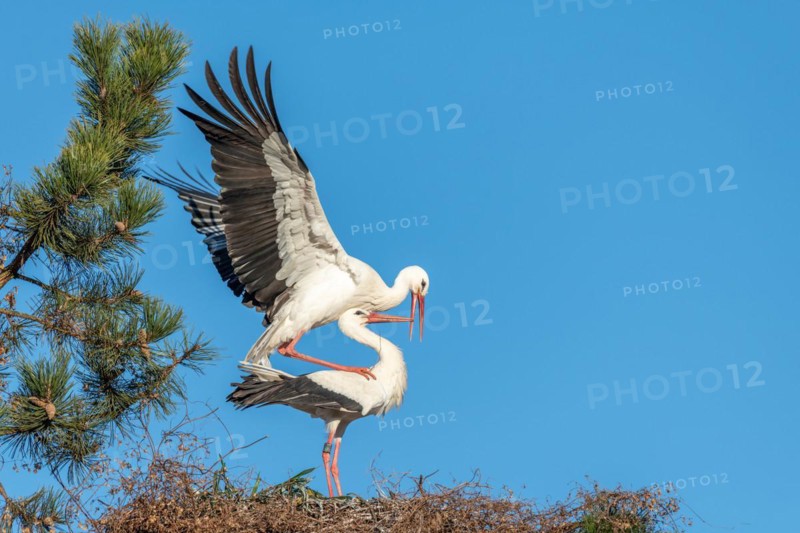 White Stork
