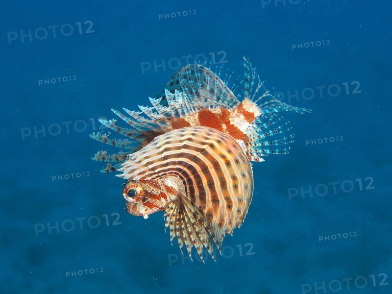 Red Sea Dwarf Lionfish
