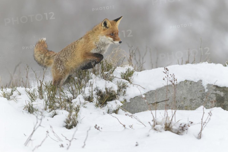 Red fox