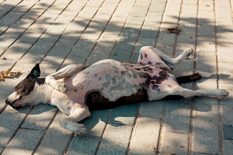 Homeless stray dogis in the street as lonely concept