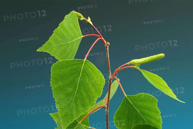 Medicinal plant Birch