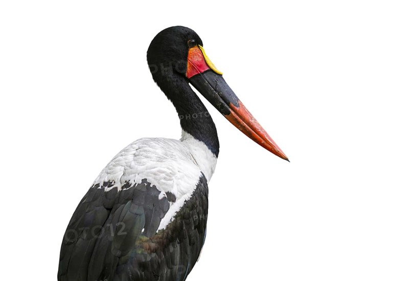 Saddle-billed stork