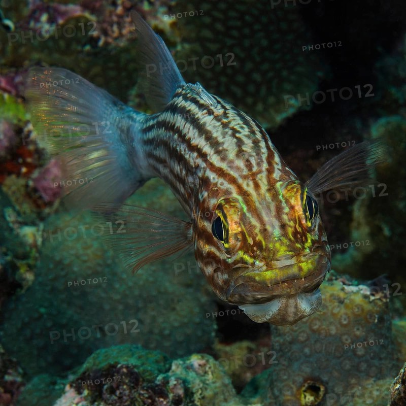 Largetoothed cardinalfish