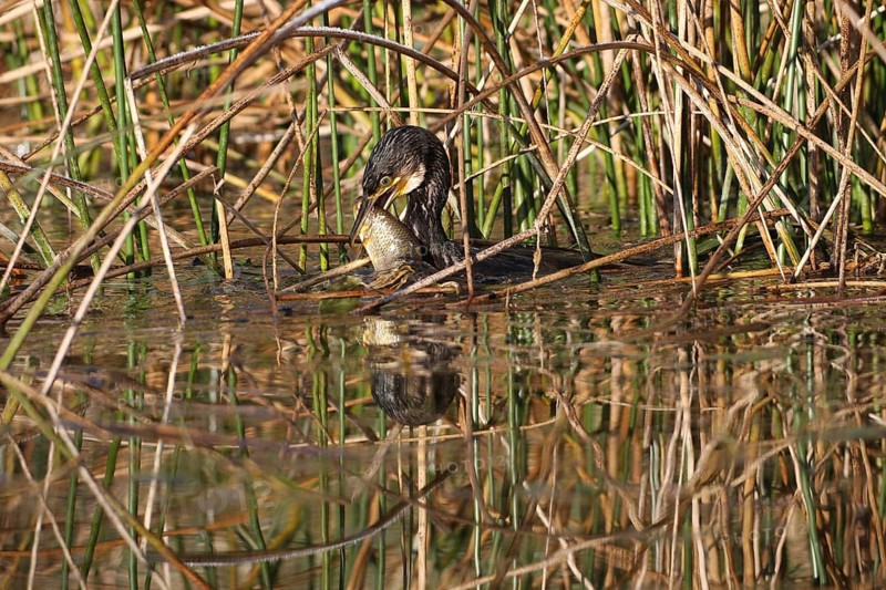 Great cormorant