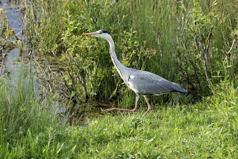 Grey heron